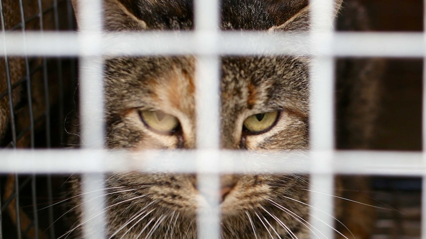 A feral cat looks out from a cage.