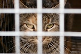 A feral cat looks out from a cage.