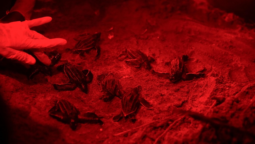 Turtle hatchlings on a beach under a red light with a white glove hovering over them