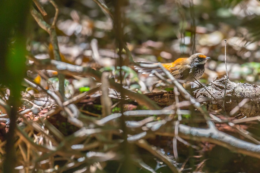 Rufous Fantail