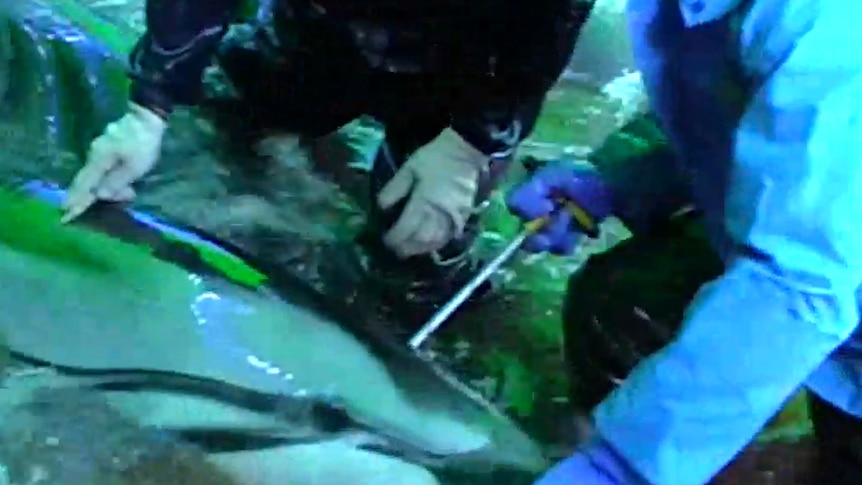 A man drives a metal spike into a dolphin's spine