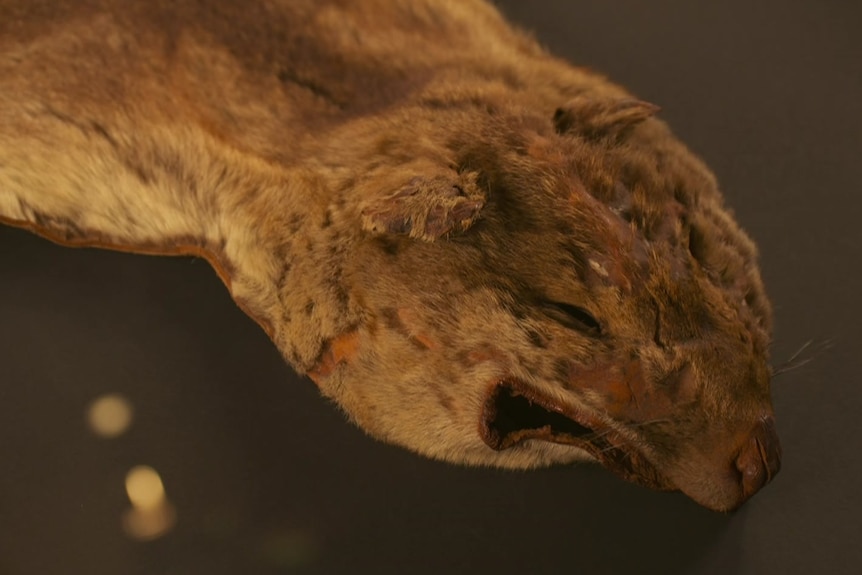 The skin of a Tasmanian tiger