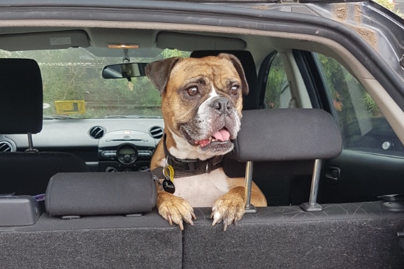 A bulldog looking out from the back of a car.