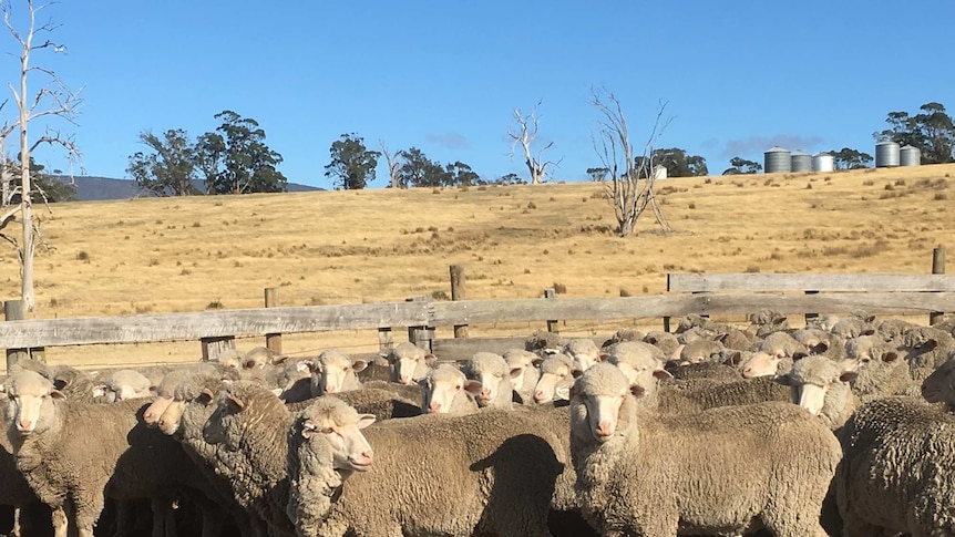 sheep stand in a holding pen on a farm