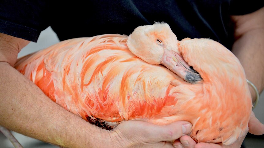A dead, frozen flamingo in a taxidermist's arms.