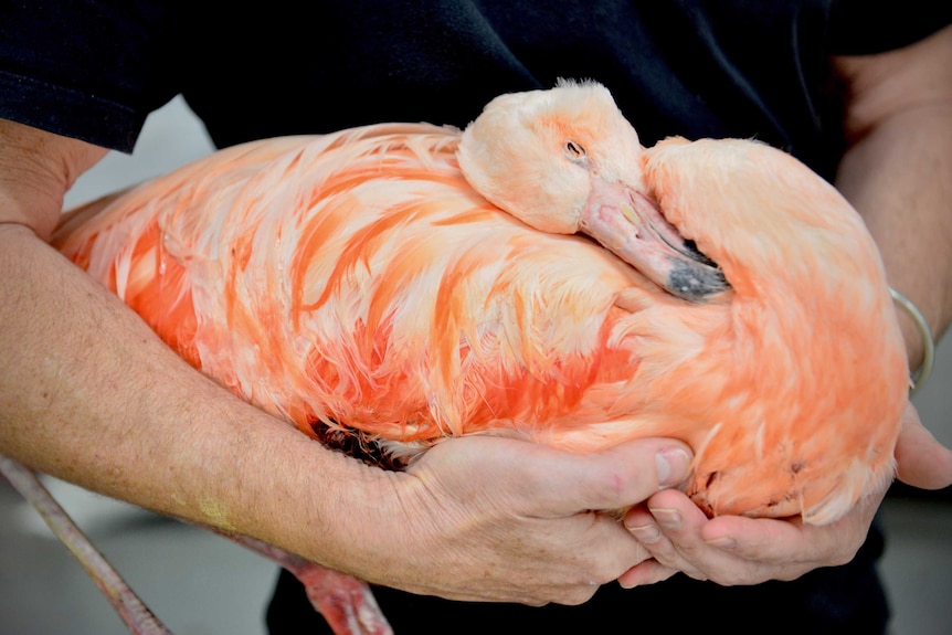 A dead, frozen flamingo in a taxidermist's arms.