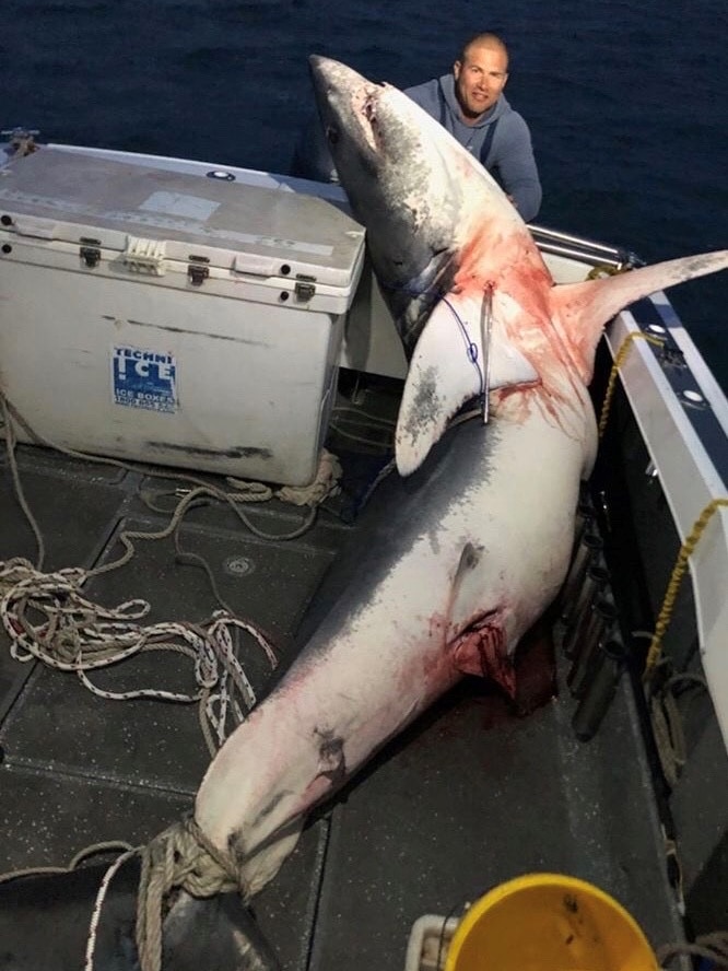 A giant Mako shark lies dead in a boat