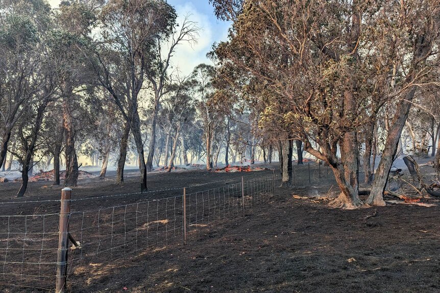 Trees and pasture burning 
