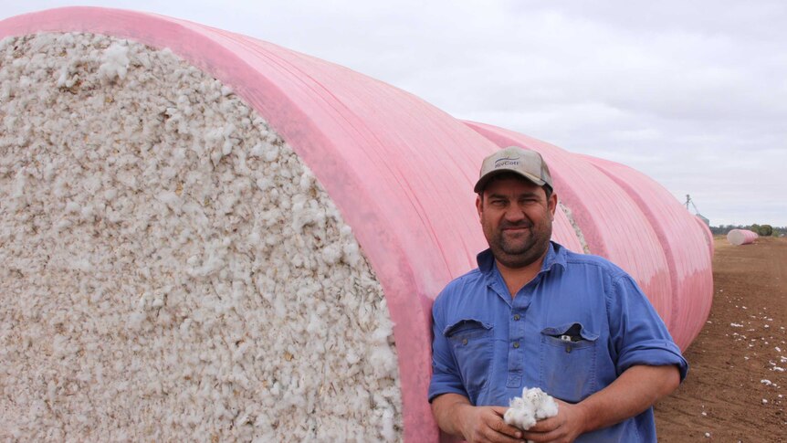 Paddocks have a pink tinge them as growers wrap their cotton in pink to support breast cancer care nurses.