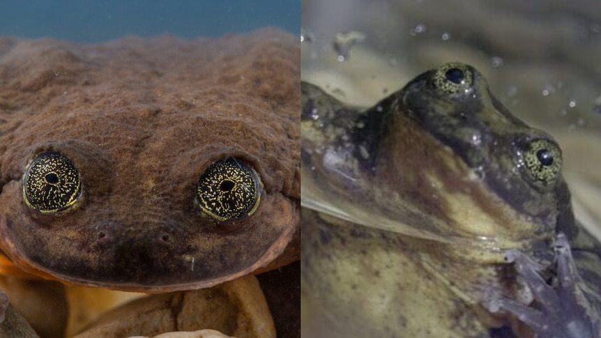 A composite image of two frogs, one staring at the camera, the other floating on water.