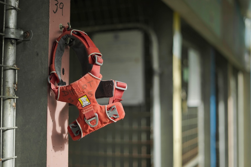 A red dog harness hangs from a cage.