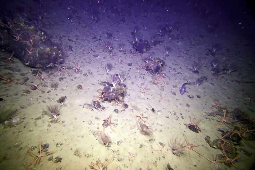 Brittle sea stars off the Totten Glacier, in eastern Antarctica.