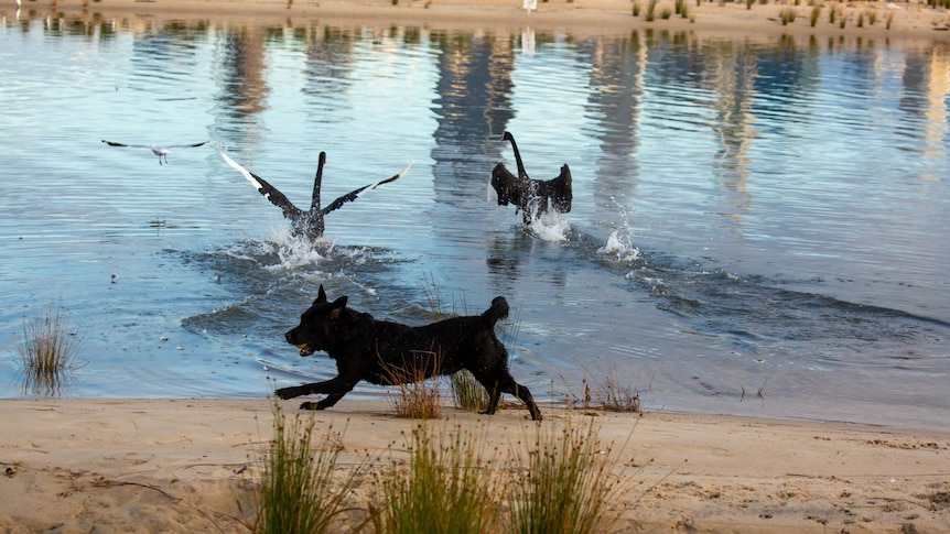 A dog chasing black swans in South Perth 