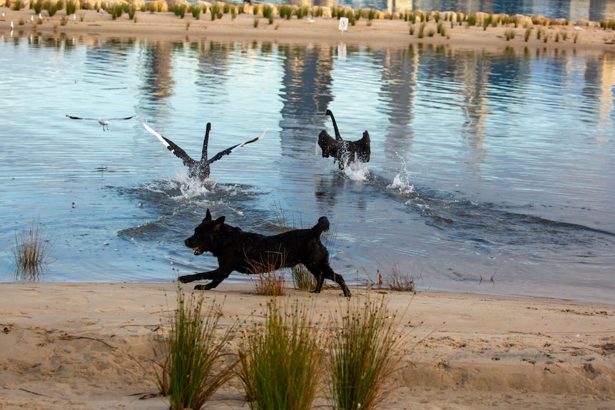 A dog chasing black swans in South Perth 