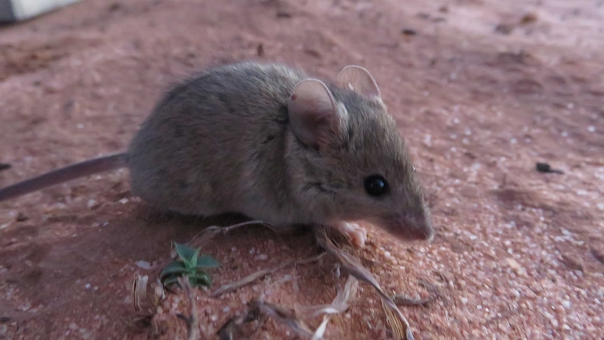 A small grey mouse sits on red dirt.