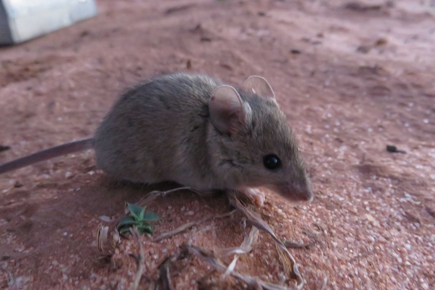 A small grey mouse sits on red dirt.