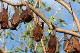 A colony of little red flying foxes in trees in Barcaldine in central-west Queensland