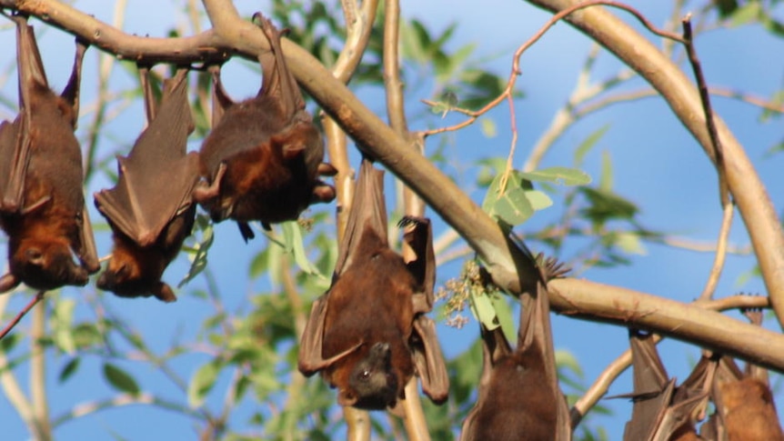 A colony of little red flying foxes in trees in a backyard in Barcaldine in June 2011.