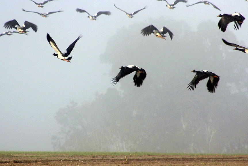 Magpie geese fly off in the morning mist after feeding in paddocks around the Bundaberg region.