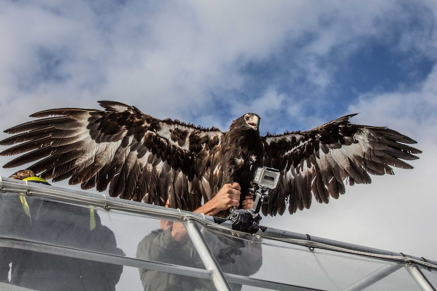 A wedge-tailed eagle being held by a human before it is released. Its wings are spread wide open.