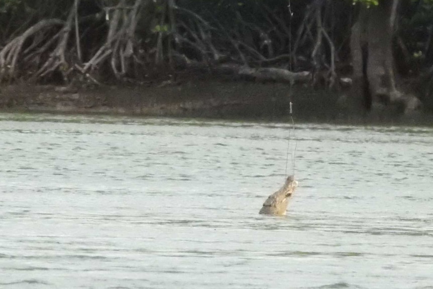 A crocodile swallows a baited line while swimming through a far north Queensland river.