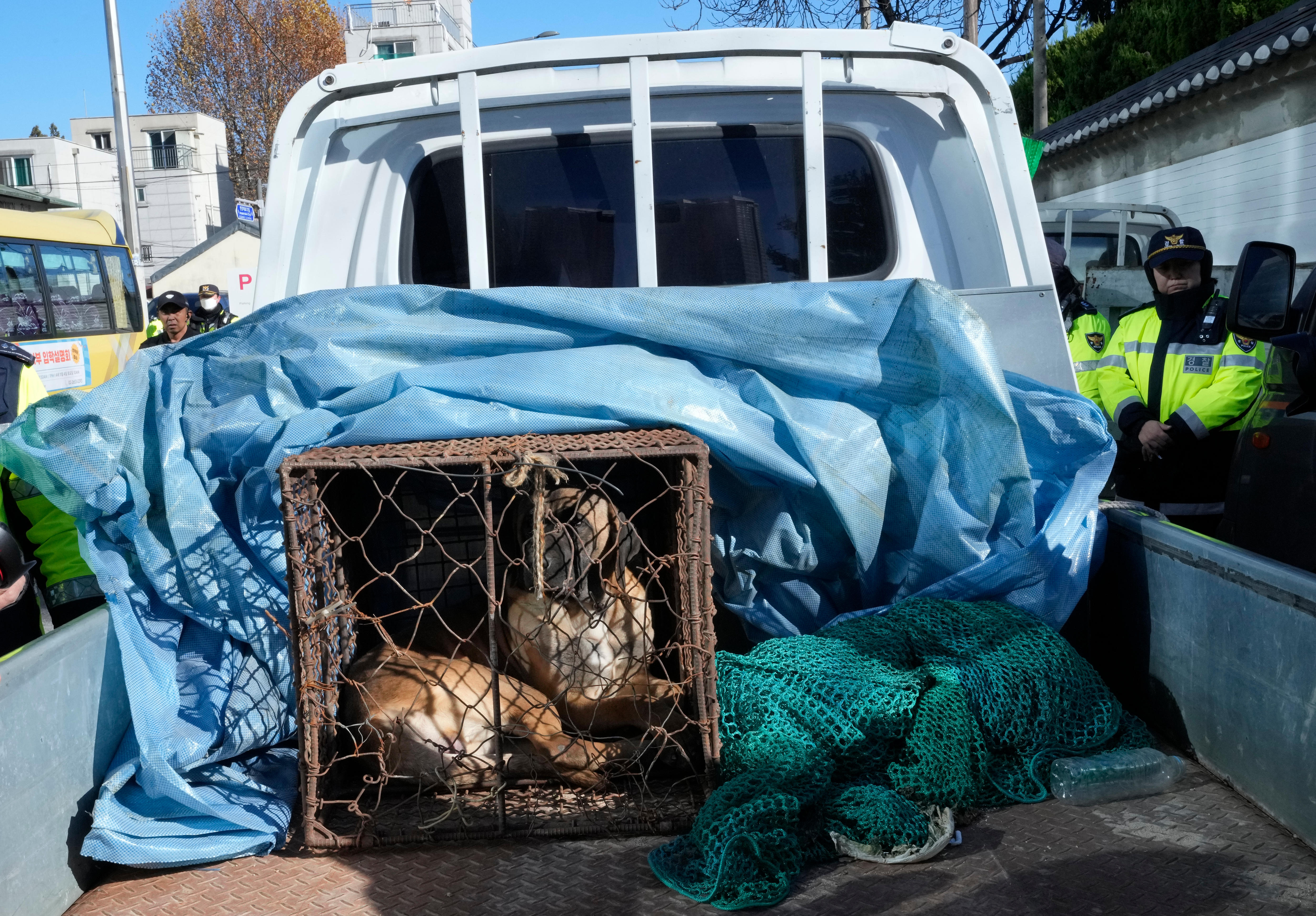 a dog sits in a rusted cage in the back of a pickup truck