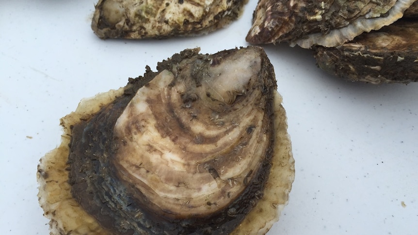 The native angasi oyster are naturally slower growing than cultivated Pacific Oysters.