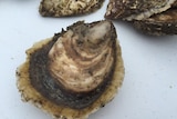 The native angasi oyster are naturally slower growing than cultivated Pacific Oysters.