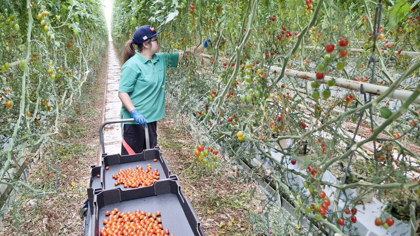 Worker checks hydroponically grown tomatoes in glasshouse