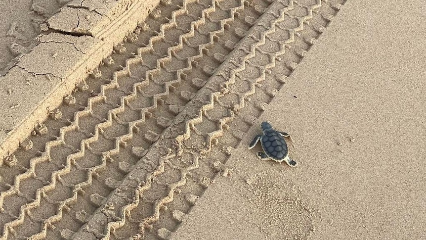 A turtle approaches a tyre mark in sand.
