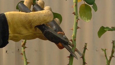 Looking After Roses - Gardening Australia