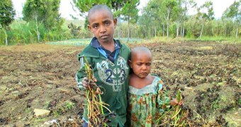 Young children hardest hit in Vanuatu drought driven by El Nino - ABC News