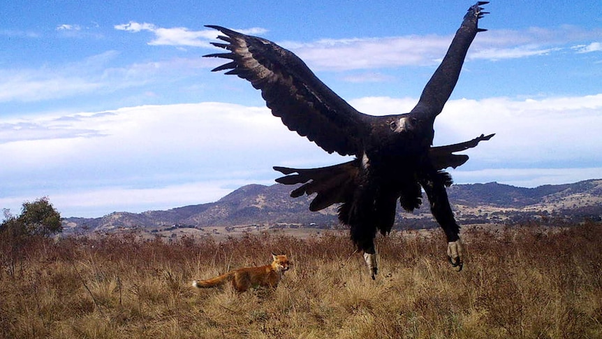Fox and Wedge Tail Eagle