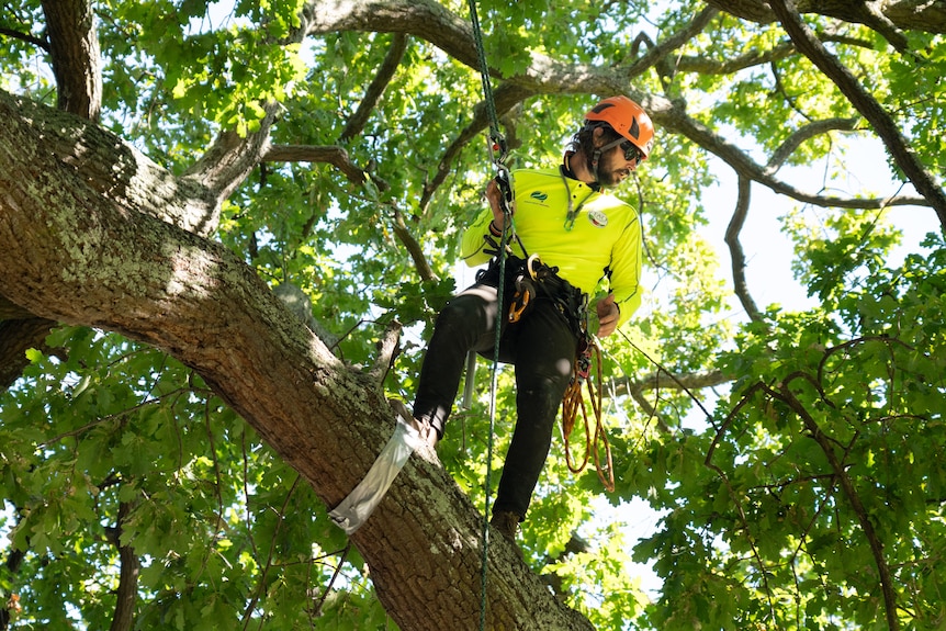 A man in a hard hat climbs a tree with ropes.