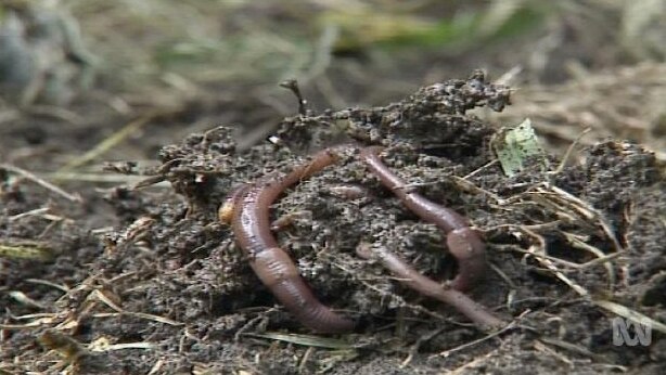 Nature's Riches: Worm anatomy - ABC Education