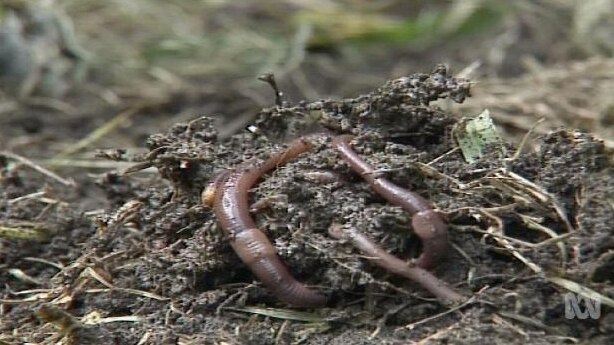 Earthworms in dirt