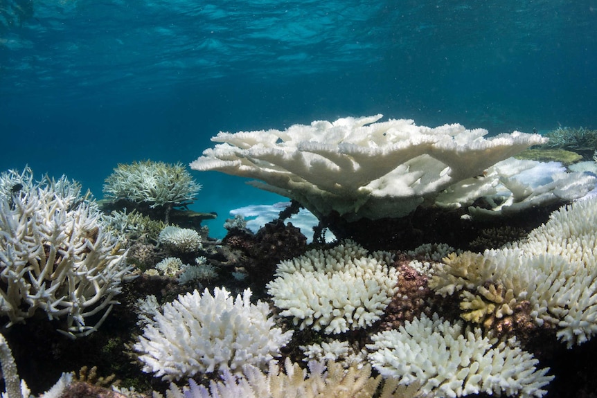 Corals in various stages of bleaching in the Maldives captured by the XL Catlin Seaview Survey in May 2016.