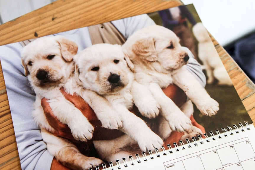 The first litter of labradoodle pups.