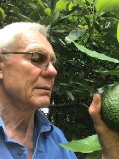 A man with grey hair wearing glasses touches a green avocado hanging from a tree.