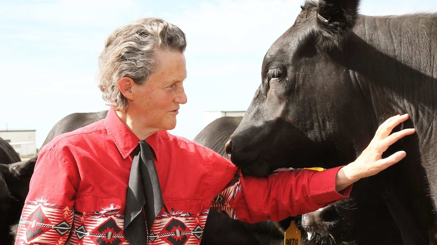 A woman in red print shirt with black neck tie stands close to black cow looking into its eyes, with hand resting on its neck.