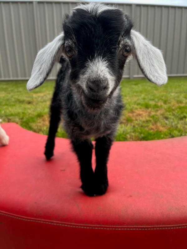 Primary school 'devastated' by suspected theft of kid goats - ABC News & Headlines – Australian Broadcasting Corporation