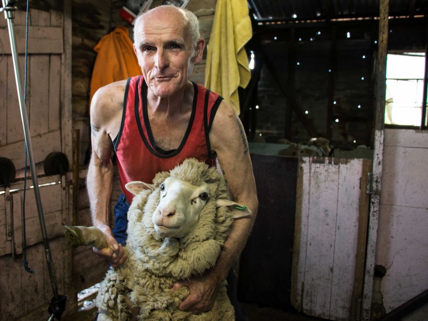 Trevor Kearns shearing a sheep.