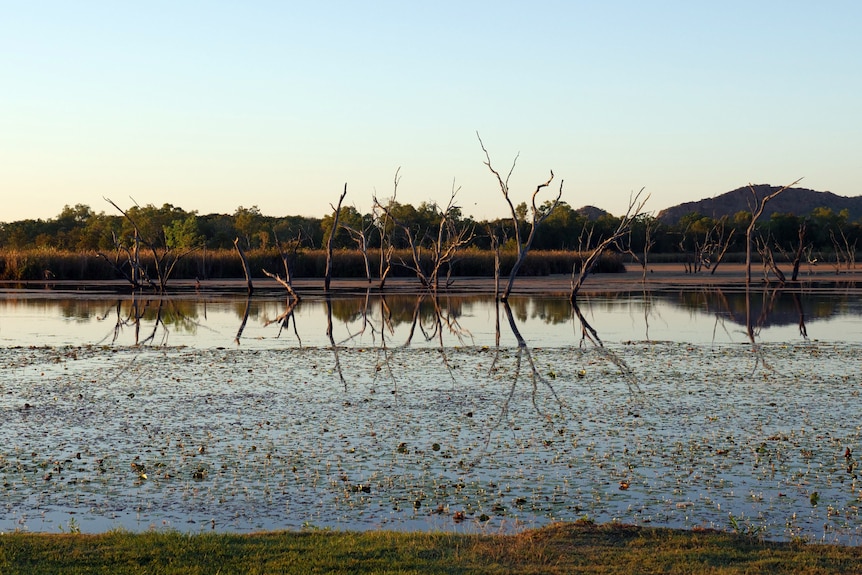 A calm lake with dead trees sticking out of it.