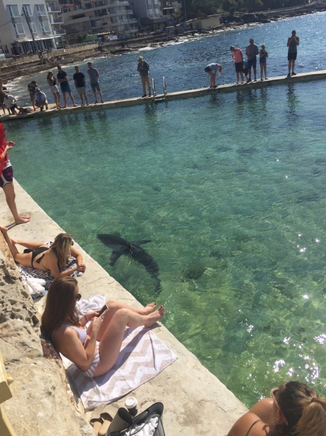 A shark in water, with people watching on.