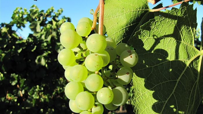 Plump green grapes on the vine at Tumbarumba in NSW
