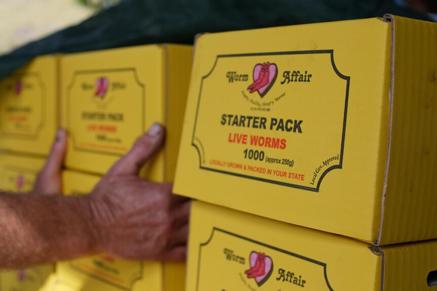A stack of branded yellow cardboard boxes marked 'live worms' and two hands putting a box in place in background.