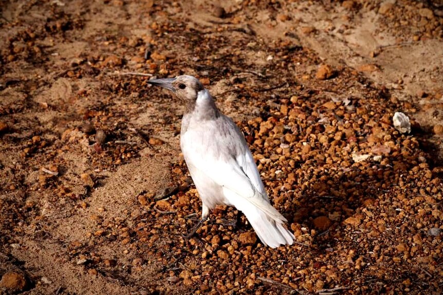 A white magpie with a mottled brown head on red gravel ground.