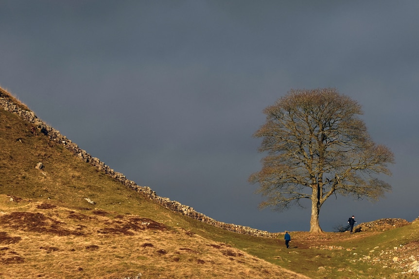 A large, old tree along Hadrian's wall 