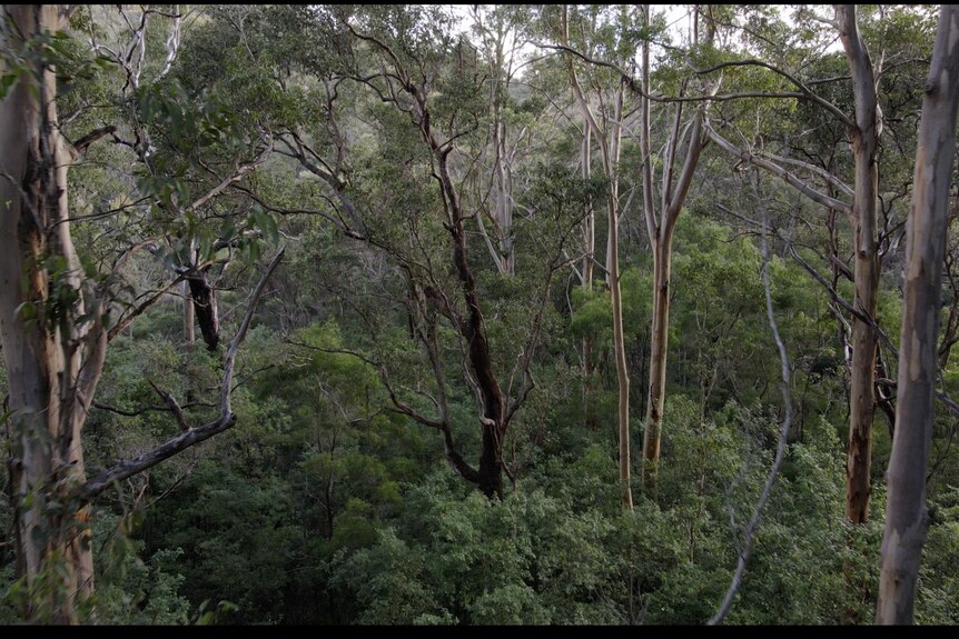 Boranup forest before the fire.