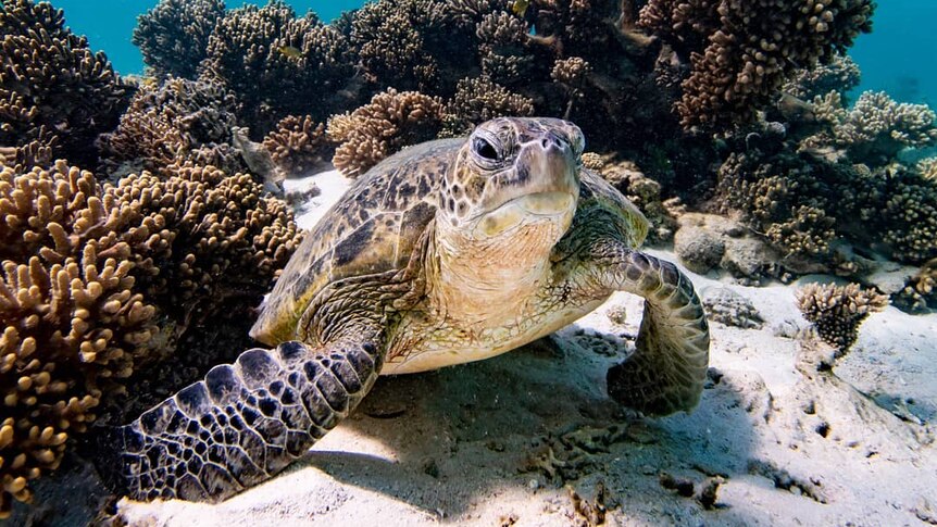 A turtle surrounded by coral.